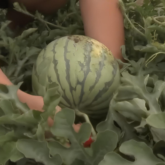 Zašto treba da kupite MINI LUBENICU? Osim što su praktične veličine, nemaju semenke, a OVAKO ćete odabrati onu najbolju (VIDEO)